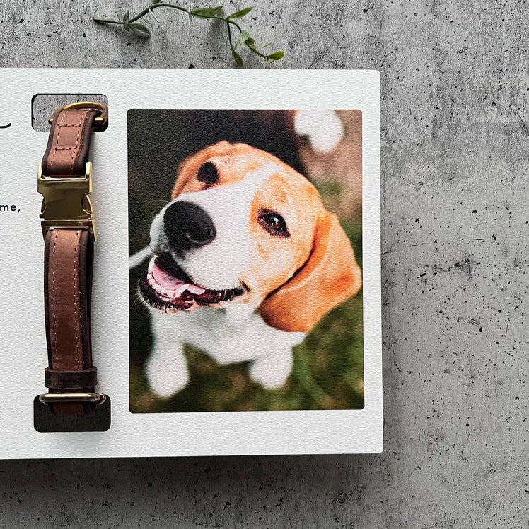 Custom Dog Memorial Collar With Photo